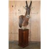 Image 1 : Big TOPI Pedestal Mount
