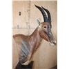 Image 4 : Big TOPI Pedestal Mount