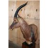 Image 5 : Big TOPI Pedestal Mount