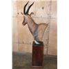 Image 6 : Big TOPI Pedestal Mount