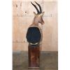 Image 7 : Big TOPI Pedestal Mount