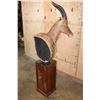 Image 8 : Big TOPI Pedestal Mount