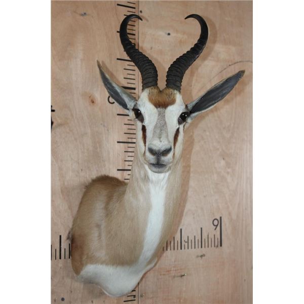 SPRINGBOK Shoulder Mount with a Square Female Pedestal Receiver
