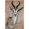Image 1 : SPRINGBOK Shoulder Mount with a Square Female Pedestal Receiver