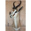 Image 2 : SPRINGBOK Shoulder Mount with a Square Female Pedestal Receiver