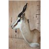 Image 3 : SPRINGBOK Shoulder Mount with a Square Female Pedestal Receiver
