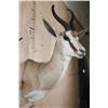 Image 4 : SPRINGBOK Shoulder Mount with a Square Female Pedestal Receiver