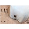 Image 6 : SPRINGBOK Shoulder Mount with a Square Female Pedestal Receiver