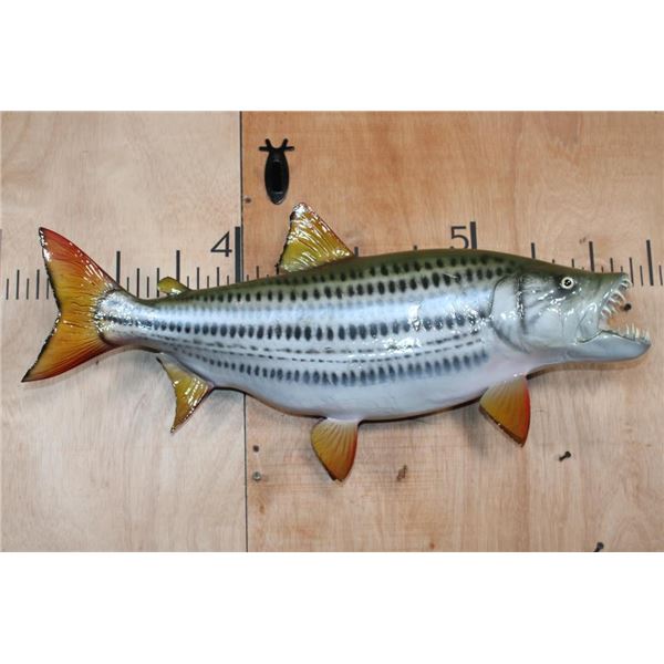 Reproduction AFRICAN TIGERFISH Mount