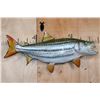 Image 1 : Reproduction AFRICAN TIGERFISH Mount