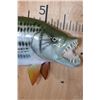 Image 3 : Reproduction AFRICAN TIGERFISH Mount
