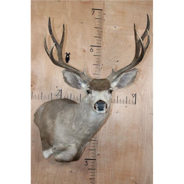 10-Point MULE DEER Wall Pedestal Mount