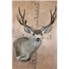 Image 1 : 10-Point MULE DEER Wall Pedestal Mount