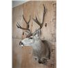 Image 2 : 10-Point MULE DEER Wall Pedestal Mount