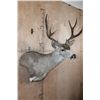 Image 3 : 10-Point MULE DEER Wall Pedestal Mount