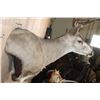 Image 4 : 10-Point MULE DEER Wall Pedestal Mount