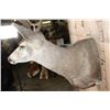 Image 5 : 10-Point MULE DEER Wall Pedestal Mount