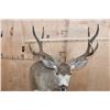 Image 6 : 10-Point MULE DEER Wall Pedestal Mount