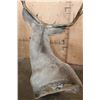 Image 7 : 10-Point MULE DEER Wall Pedestal Mount
