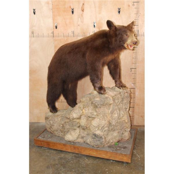 Life-sized Cinnamon Phase BLACK BEAR on a Decorative Rock and Wood Base with Wheels
