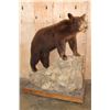 Image 1 : Life-sized Cinnamon Phase BLACK BEAR on a Decorative Rock and Wood Base with Wheels