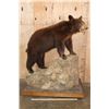 Image 2 : Life-sized Cinnamon Phase BLACK BEAR on a Decorative Rock and Wood Base with Wheels