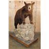 Image 3 : Life-sized Cinnamon Phase BLACK BEAR on a Decorative Rock and Wood Base with Wheels