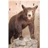Image 4 : Life-sized Cinnamon Phase BLACK BEAR on a Decorative Rock and Wood Base with Wheels