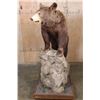 Image 5 : Life-sized Cinnamon Phase BLACK BEAR on a Decorative Rock and Wood Base with Wheels