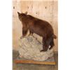 Image 6 : Life-sized Cinnamon Phase BLACK BEAR on a Decorative Rock and Wood Base with Wheels