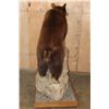 Image 7 : Life-sized Cinnamon Phase BLACK BEAR on a Decorative Rock and Wood Base with Wheels