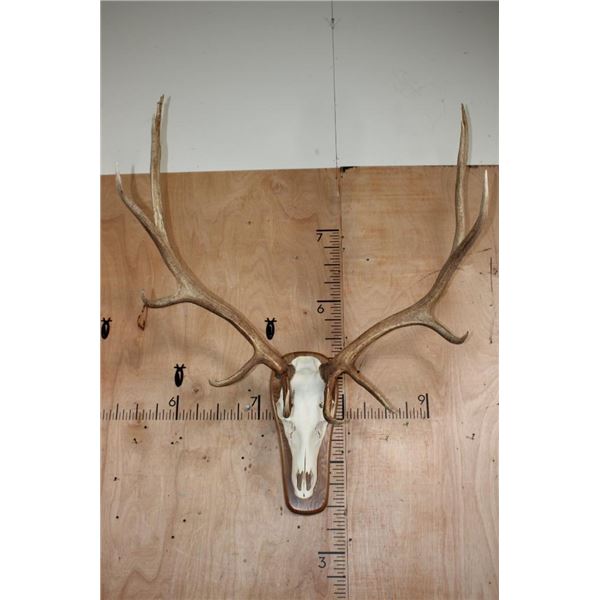XL 12-Point ELK Skull on a Wood Plaque