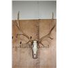 Image 1 : XL 12-Point ELK Skull on a Wood Plaque
