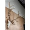 Image 2 : XL 12-Point ELK Skull on a Wood Plaque