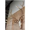 Image 3 : XL 12-Point ELK Skull on a Wood Plaque