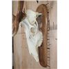 Image 4 : XL 12-Point ELK Skull on a Wood Plaque