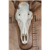 Image 5 : XL 12-Point ELK Skull on a Wood Plaque