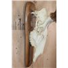 Image 6 : XL 12-Point ELK Skull on a Wood Plaque