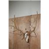 Image 8 : XL 12-Point ELK Skull on a Wood Plaque
