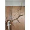 Image 9 : XL 12-Point ELK Skull on a Wood Plaque