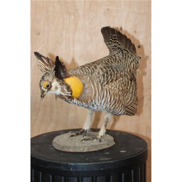 Greater PRAIRIE CHICKEN on a Natural Base