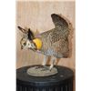 Image 1 : Greater PRAIRIE CHICKEN on a Natural Base