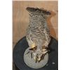 Image 4 : Greater PRAIRIE CHICKEN on a Natural Base