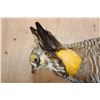 Image 6 : Greater PRAIRIE CHICKEN on a Natural Base