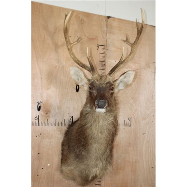 *TEXAS RESIDENTS ONLY* BARASINGHA Shoulder Mount