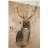 Image 1 : *TEXAS RESIDENTS ONLY* BARASINGHA Shoulder Mount
