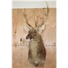 Image 2 : *TEXAS RESIDENTS ONLY* BARASINGHA Shoulder Mount
