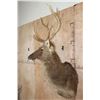 Image 3 : *TEXAS RESIDENTS ONLY* BARASINGHA Shoulder Mount