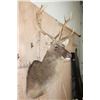 Image 4 : *TEXAS RESIDENTS ONLY* BARASINGHA Shoulder Mount
