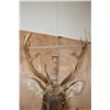 Image 5 : *TEXAS RESIDENTS ONLY* BARASINGHA Shoulder Mount